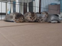 2-2,5 aylık golden british shorthair