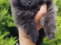 Pomeranian Erkek Yavrumuz