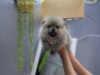 Pomeranian Boo Erkek Ve Dişi Yavrularımız