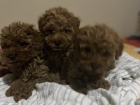 3 dişi ve 1 erkek toy poodle