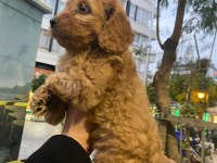Cockapoo orjinal dizayn ırktır ilk kandan