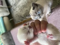 Orjinal 3 Adet british shorthair yavru eylül sonu teslim