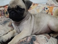 Erkek pug bebek tuvalet eğitimli