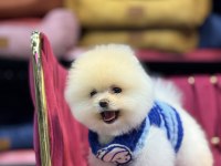 Fendi erkek 3 aylık tuvalet eğitimli pomeranian