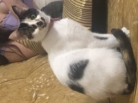 Calico cins kedimiz