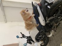 Oyuncu ve sevecen pomeranian kızımız yeni yuvasını arıyor