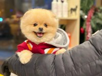 Irkının En Güzeli Gülen Sürat Pomeranian Boo