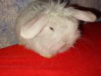 Teddy lop tavşan yavrular mavi göz
