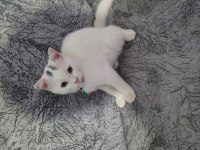 Scottish Fold Kedi