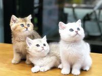 British Shorthair Yavruları