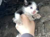 KEDİLERE ACİL YUVA ARANIYOR