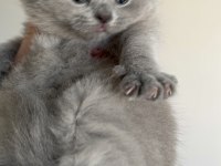 PRENSES VE PRENS KEDİLERİM