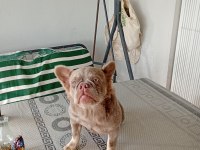 İsabella and tan fluffy dişi french bulldog