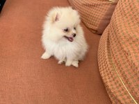Pomeranian boo dişi kedimiz