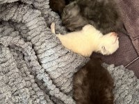British shorthair yavrular
