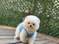 Pomeranian boo prensimiz
