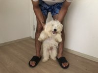 Sahibinden Aşılı Orjinal Maltese Terrier Yavrusu