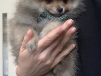Çok güzel mini erkek ayı surat pomeranian