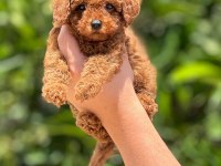 Yavru toy poodle