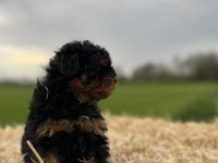 Black Tan Maltipoo Eşsiz Güzellikte Yavrumuz