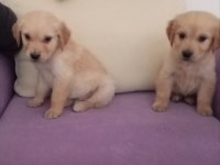 Golden retriever yavrumuz baby face ırk garantili teslim