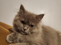 British longhair lilac oyuncul ve eğitimlidir