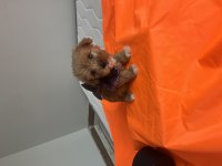 Maltipoo yavrularımız