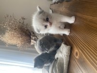 Yavru scottish fold kedimiz