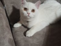 oyuncu minik scottish fold