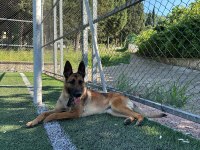 Safkan Belçika Kurdu Malinois