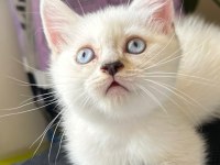 İnanılmaz oyuncu british shorthair