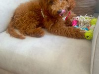 Aşıları Tam Masrafsız Poodle