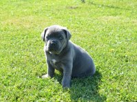 ÜST SEVİYE CANE CORSO YAVRULARI