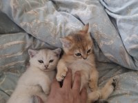 British Shorthair Yavrularım