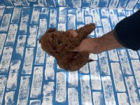 Toy poodle yavruları