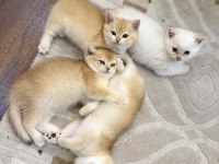 Kediler 4 tane chinchilla kedisi