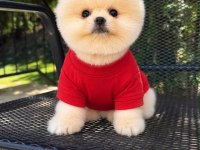 Orjinal Pomeranian Boo