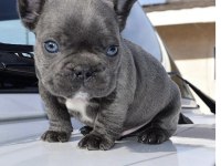 Irk Ve Sağlık Garantili French Bulldog Bebekler