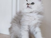 Scottish straight longhair ns 25 erkek