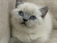 Safkan ayı surat british shorthair erkek