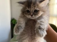 Son bir minik british longhair sizi bekliyor
