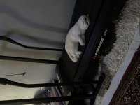 Oyuncul akıllı ve uslu scottish fold