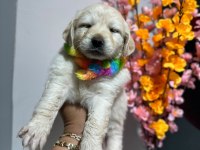A Kalite Golden Retriever Yavrular