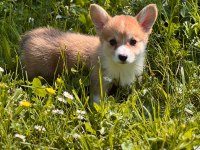 welsh corgi pembroke Erkek 3 aylık