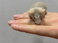 Lab - Rat - Dumbo Rat - Panda Mice Adrese Teslim Mevcut
