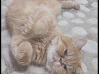 9 aylık dişi exotic shorthair