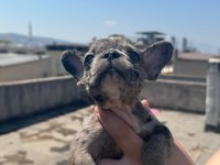 French bulldog bebekler