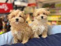 Tüy Dökmeyen Hi̇poalerjeni̇k Safkan Teacup Malti̇poo