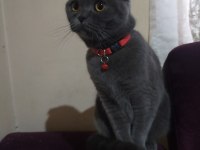 Eğitimli scottish fold kedisi