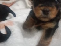 Terrier yorkshire terrier safkan (1,5 aylık)